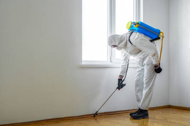 Wasp Removal Services in Bolivar Peninsula, TX