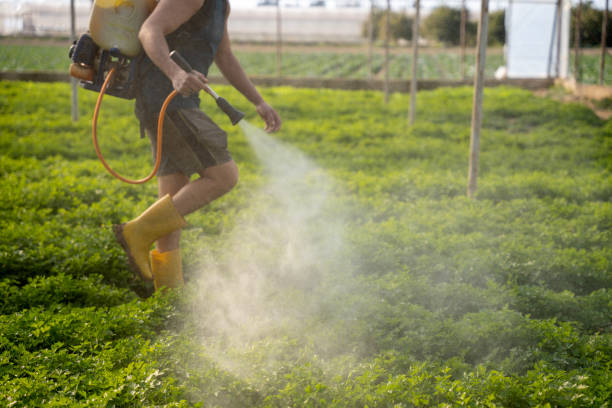 Best Flea Control Services  in Bolivar Peninsula, TX