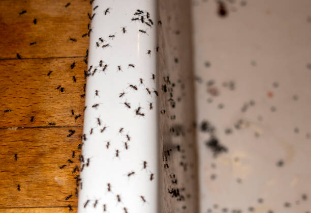 Best Local Pest Control Services  in Bolivar Peninsula, TX