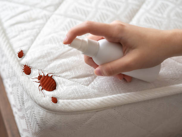 Best Pest Prevention Services  in Bolivar Peninsula, TX
