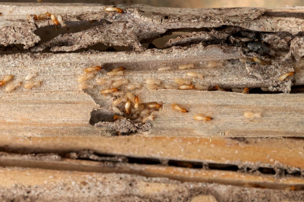 Professional Pest Control in Bolivar Peninsula, TX